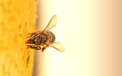 Arılardan Gelen Doğal Şifa : Propolis